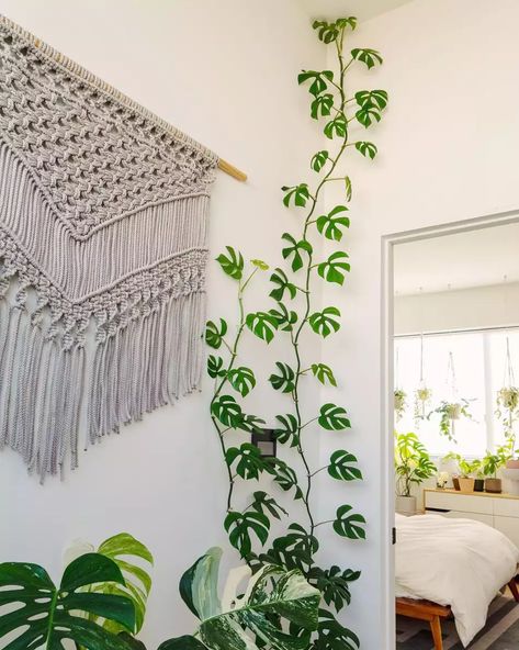 How to Care For Your Rhaphidophora Plant Coolest Airbnb, Indoor Climbing Plants, Indoor Vines, Rhaphidophora Tetrasperma, Jungle Plants, Plant Goals, Plant Room, Growing Gardens, Garden Decor Ideas