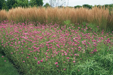 Go for bold with 3 mass planting ideas: Make a big impact in your garden with these 3 mass planting techniques. Large Field Landscaping Ideas, Mass Planting Landscape Design, Mass Planting Ideas, Structural Garden Plants, Ornamental Grass Mass Planting, Meadow Planting, Planting Techniques, Gomphrena Globosa, Bed Inspiration