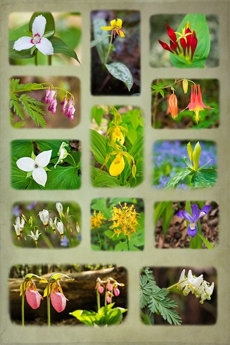 Appalachian wildflowers by William Britten. Background Tattoo Ideas, Tennessee Wildflowers, Wildflower Arrangements, Mountain Inspiration, Flowers Mountain, The Smokey Mountains, Mountain Flowers, Grow Wildflowers, Rabbit Pictures