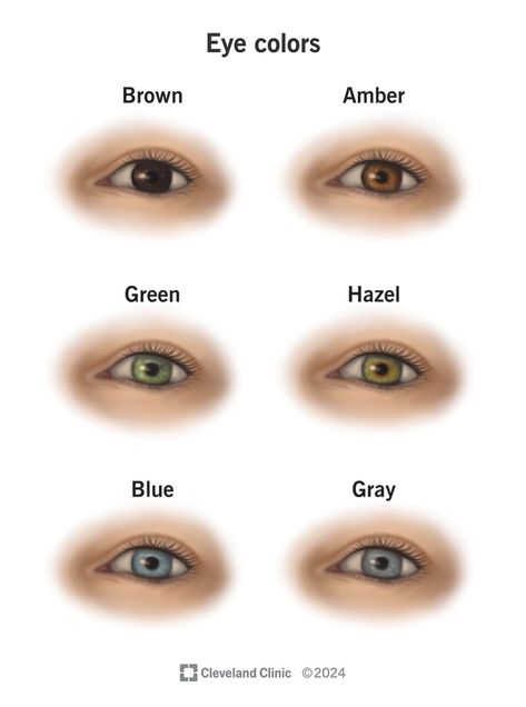 Eye Colors: Hazel, Green, Amber, Blue, Grey & Brown Hazel Brown Eyes, Hazel Green, Amber Eyes, Hazel Eyes, Health Articles, Brown Eyes, Eye Color, Your Eyes, Brown And Grey