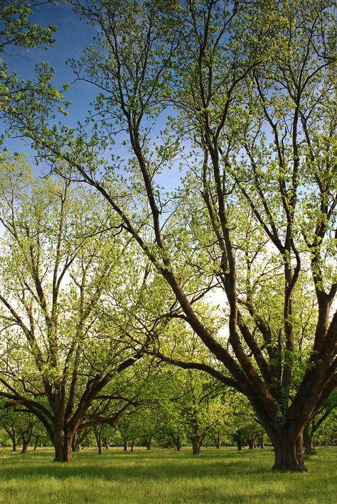 Pecan Orchard | Melrose, Louisiana, near the Cane River. Buy… | Flickr Pecan Orchard, Pecan Trees, Tuscan Style Homes, Camp House, Pecan Tree, Picture Tree, Farm Business, Tuscan Style, Rural Landscape