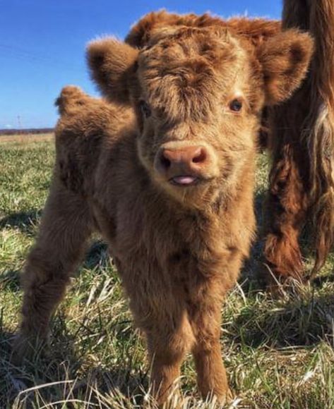 Calf Photography, Mini Highland Cow, Miniature Cows, Fluffy Cow, Highland Calf, Cow Wallpaper, Highland Cow Art, Cow Photos, Mini Cows