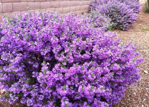 Low Maintenance Shrubs, Texas Ranger, Low Maintenance Landscaping, Garden Shrubs, Low Maintenance Garden, Have Inspiration, Hardy Plants, Landscaping Tips, Chelsea Flower Show