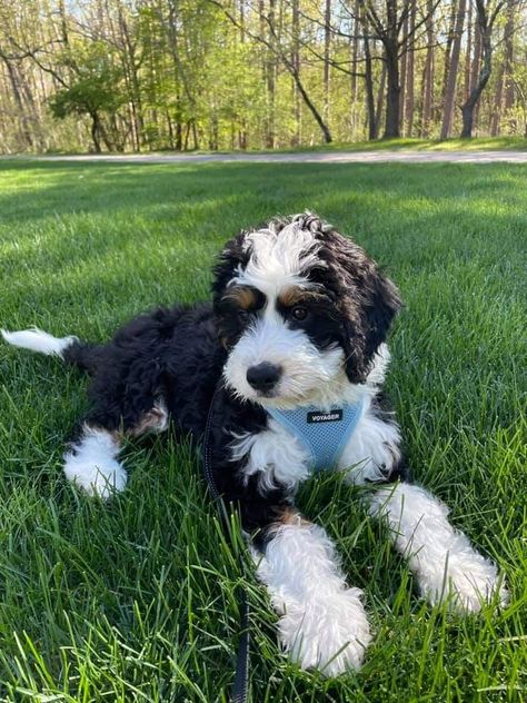 Mini Bernie Doodle, Ausiedoodle Grooming, Mini Bernedoodle Full Grown, Bernedoodle Full Grown, Bernadoodle Mini, Morkie Dogs, Labradoodle Goldendoodle, Mini Bernedoodle