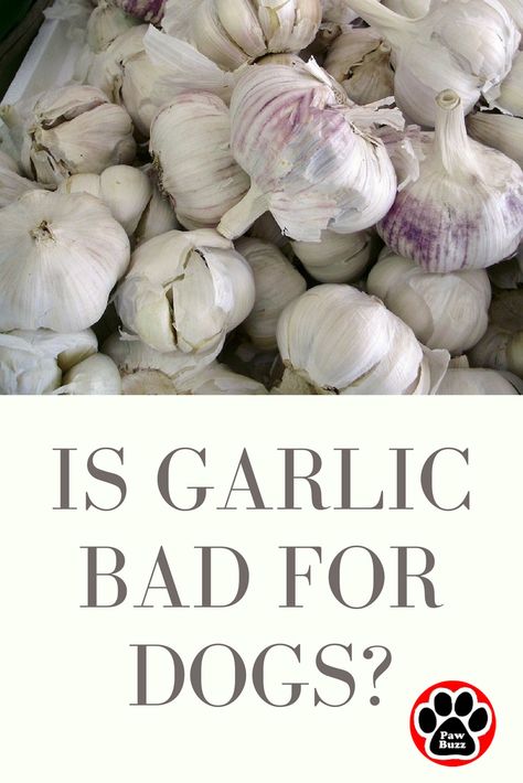 Is garlic bad for dogs? When it comes to garlic, most dog owners are divided on their opinion. Check out this article to learn about the pros and the cons of feeding garlic on a daily basis when making your next dog food purchase. Dog Parties, Foods Dogs Can Eat, Strawberry Nutrition Facts, Puppy Training Schedule, Diy Dog Food, Dogs Training, Good Behavior, Food Dog, Dog Nutrition