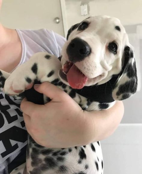 Dalmatian Puppies, Dog White, Dalmatian Puppy, Dream Dog, Life Board, Pretty Animals, Cute Creatures, Baby Dogs, Cute Little Animals