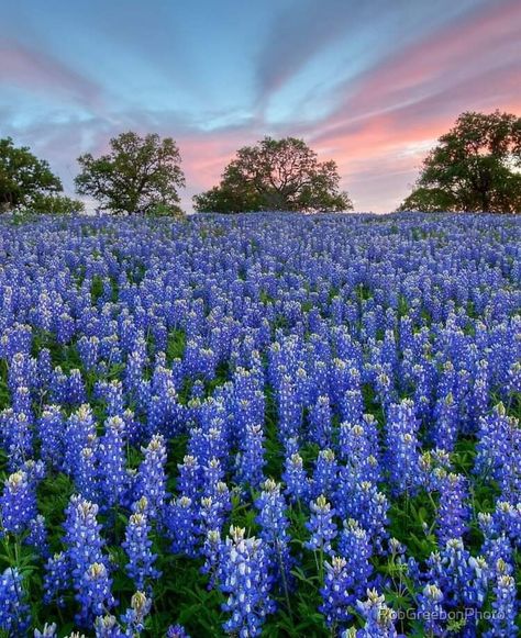 Bluebonnet Wallpaper, Bluebonnet Field, Bluebonnet Flower, Texas Sunset, Texas Bluebonnets, Our Planet Earth, Farm Art, Mac Book, Green Screen Backgrounds