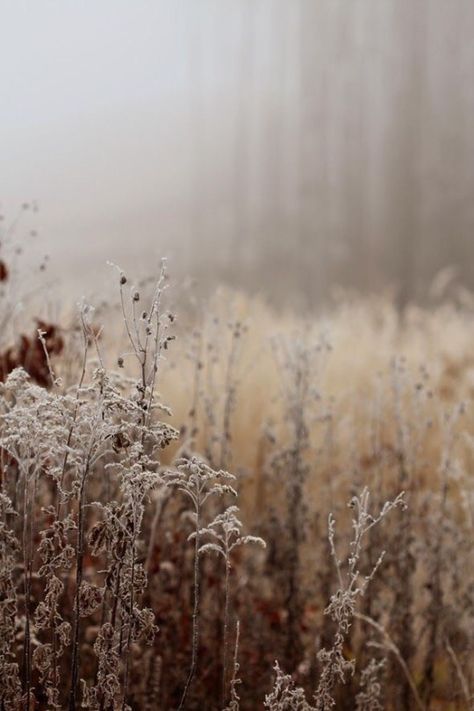 Fanci-Taste Foto Tips, Soft Autumn, 背景 シンプル, Foto Art, Autumn Aesthetic, Samhain, The Grass, Autumn Photography, Art Journals