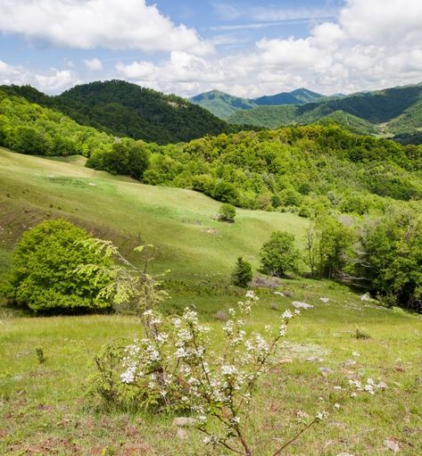 Appalachian Country Aesthetic, Old Appalachia Aesthetic, Appalachian Landscape, Appalachia Aesthetic, Old Appalachia, Rural Appalachia, Natural Antidepressants, Foggy Appalachian Mountains, Watercolor References