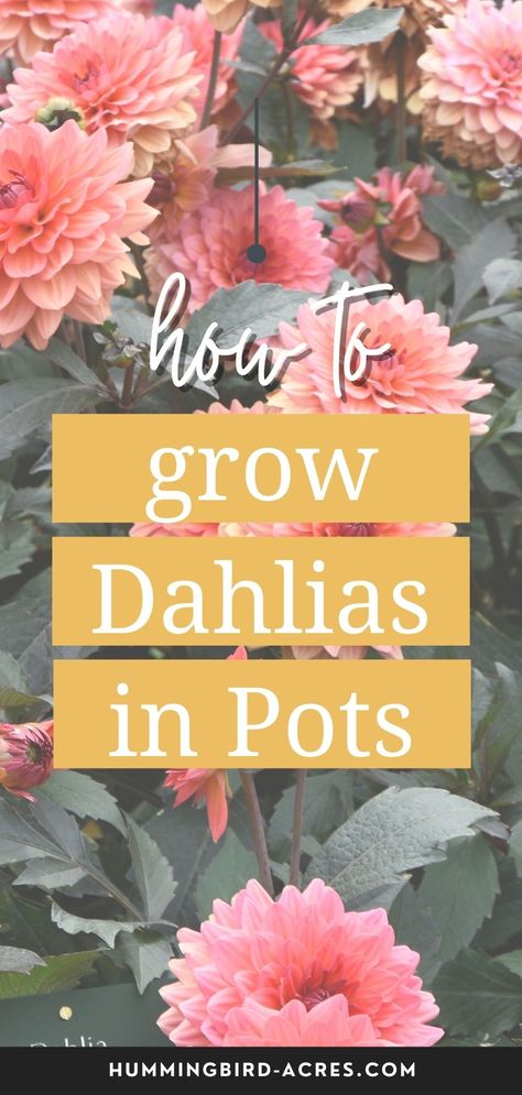 Growing Bulbs In Pots, Dahlia Care How To Grow, How To Grow Dahlias In Pots, Growing Dahlias In Pots, How To Plant Dahlias, Dhalia Garden Bed, Dahlia In Containers, Potted Cut Flower Garden, Dahlia Flower Garden Landscapes