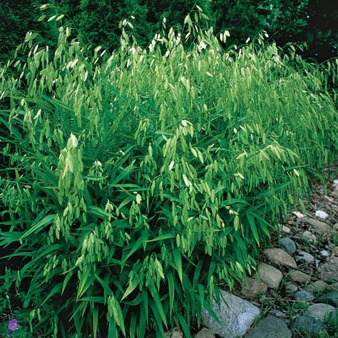 Chasmanthium latifolium - Northern Sea Oats | Long Island Native Plant Nursery - Native Plants and Trees River Oats Plant, River Oats, Tall Grass Landscaping, Chasmanthium Latifolium, Grasses For Shade, Northern Sea Oats, Side Beds, Ornamental Grasses For Shade, Ornamental Grass Landscape