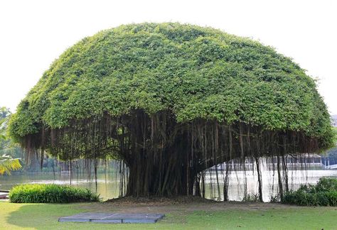 Trees are our best friends as they serve us in many ways. An essay on Banyan tree in English shows how it holds a great deal of cultural significance that becomes a symbol of the country's national pride. Black Oak Tree, Black Cherry Tree, Red Oak Tree, Hickory Tree, Types Of Trees, Tree Name, White Oak Tree, Larch Tree, Red Maple Tree