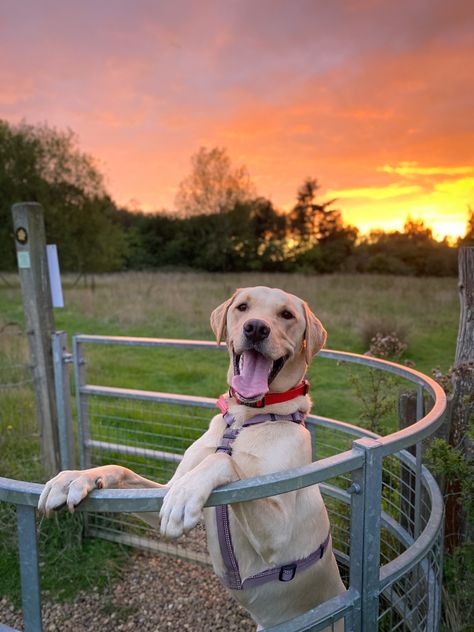 Sunrise | yellow lab | smiley face | pose | cute dog | happiness | new year new me | colours | aesthetic dog Yellow Labs Dogs, Yellow Lab Aesthetic, Colours Aesthetic, Dog Vet, Face Pose, Yellow Lab Puppies, Yellow Labs, Aesthetic Dog, Vision Board Photos