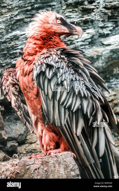 Bearded Vulture, Owl Photography, Animal Portraits Art, Art Walk, Birds Of Prey, Cute Tattoos, Beautiful Birds, Pet Portraits, Concept Art