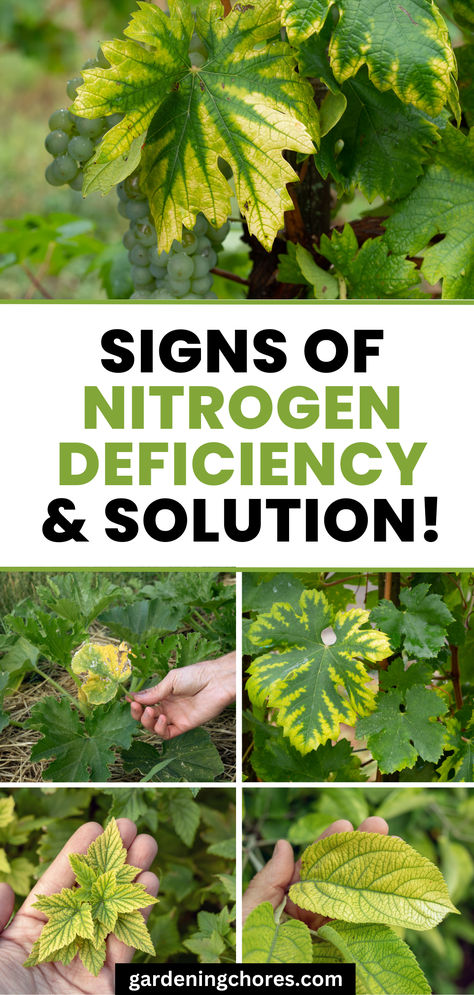 Signs of nitrogen deficiency & solution Nitrogen Fixers, Plant Advice, Hammock Area, Nitrogen Fixing Plants, California Lilac, Nitrogen Fixation, Vegetable Harvest, Backyard Gardening, Gardening Hacks