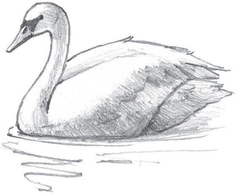 How To Draw Swans Step By Step, How To Draw A Swan Step By Step, Swan Drawings, Swan Sketch, Bird Doodles, Animal Sketches Easy, Bird Pencil Drawing, Swan Drawing, Watercolor Easy