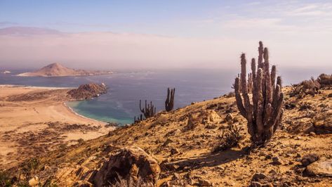 From north to south, discover some of Chile's most picturesque and idyllic beaches with our guide to the nation's ruggedly beautiful coastline. Thriving Garden, Fast Growing Trees, Most Beautiful Beaches, Hiking Trip, Southampton, Growing Plants, Plant Care, National Geographic, Beautiful Beaches