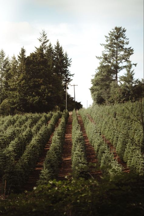 Christmas In Oregon, Christmas Tree Farm Aesthetic, Christmas Tree Farm Wedding, Oregon Farm, Satya Yuga, Christmas Tree Farms, Christmas Tree Farm Photos, Moody Christmas, Winter Farm