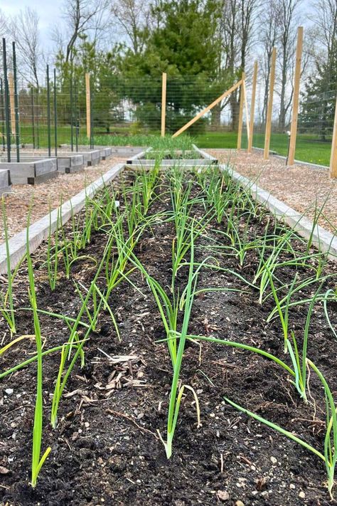 Dreaming of harvesting large, flavorful onion bulbs from your garden? Our ultimate guide to transplanting onions is here to turn that dream into reality. Learn the secrets to soil preparation, timing, and care that lead to significantly larger bulbs. Click here for step-by-step instructions and expert tips to ensure your onions have everything they need to grow big and strong. Save this guide and get ready for your most impressive onion harvest yet! Planting Onions Bulbs, Onions From Seed, Growing Onions From Seed, Growing Onions, Onion Bulbs, Planting Onions, Small Potted Plants, Garden Soil, Small Plants