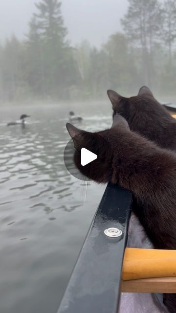 Ledges, Lenroot, Mays, & Coal on Instagram: "Happy Sunday Funday! 🖤🐈‍⬛🤍 We had so much fun this morning! 💦 We couldn’t keep our eyes off from watching these two loons fishing for quite sometime! They came so close to the canoe at times that we could see them swimming underneath us! 🙀 They probably thought the fog was playing tricks on their eyes with seeing two big panthers watching them! 😹 Captain Ledges and Captain Coal  #blackcattrails #sundayfunday #catadventures #catexplorer #blackcatsofinstagram #ourwisconsin #loons #panthercat #feline #catreels #wisconsincats #catvideo #blackcatadventures" Swimming Cats, Happy Sunday Funday, I Miss My Cat, Panther Cat, Good Sunday Morning, Good Morning Funny Pictures, Adventure Cat, Good Morning Happy Sunday, Happy New Week