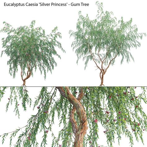 Eucalyptus Caesia Silver Princess - Gum Tree Eucalyptus Caesia, Paving Texture, Outdoor Technology, Bedroom Toys, Gum Tree, Plaster Sculpture, Developmental Stages, Decorative Plaster, 3d Panels