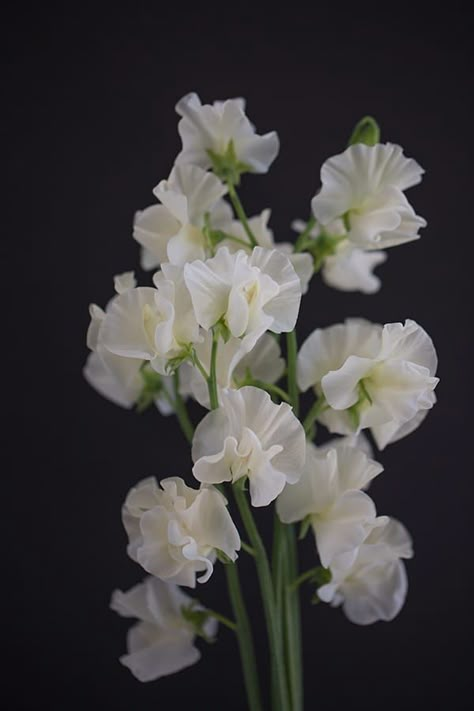 Sweet Pea Bouquet, Sweet Pea Flower, Sweet Pea Flowers, Flora Flowers, Sweet Tattoos, Wonderful Flowers, Wedding Flower Inspiration, Sweet Peas, Wedding Arrangements