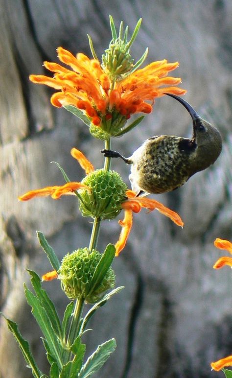 Sunbirds can't resist the nectar of leonotis leonurus (wild dagga, lion's tail), a South African plant that flowers in winter South African Wild Flowers, South African Birds Gardens, South African Indigenous Gardens, South African Plants, Leonotis Leonurus, Garden Ideas South Africa, Lions Tail, Wild Dagga, Indigenous Garden