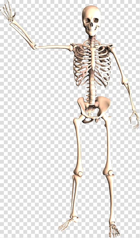 Anatomy Background, Body Anatomy Organs, Human Body Organ System, Human Body Bones, Skeleton Poses, Skeleton Transparent, Skeletal System Anatomy, Human Body Muscles, Human Muscular System