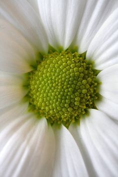 . Daisy Daisy, Flower Close Up, Macro Flower, My Community, Summer Cottage, White Gardens, Deco Floral, Community Manager, Natural Forms