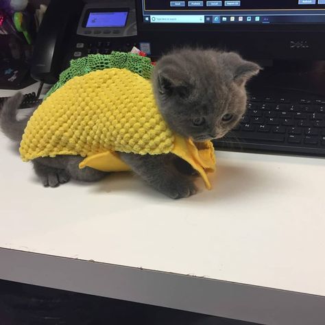 Henry on Instagram: “It's Taco Tuesday! Eat some tacos in my honor 😻” Taco Costume, Mentally Stable, Silly Kitties, Taco Cat, Cat Costumes, Taco Tuesday, Cat Clothes, Adorable Animals, Funny Cats