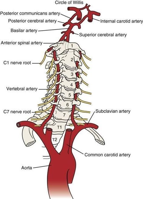 Human Muscle Anatomy, Medical Library, Basic Anatomy And Physiology, Medical Student Study, Brain Anatomy, Human Body Anatomy, Nursing School Studying, Cervical Spine, Medicine Student