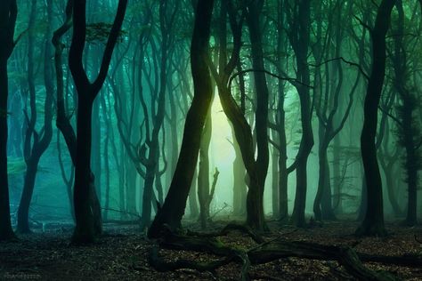 Mysterious Forest, Emerald Forest, Forest Background, Castle Garden, Night Forest, Green Screen Backgrounds, Magical Forest, Cartoon Images, Sky And Clouds