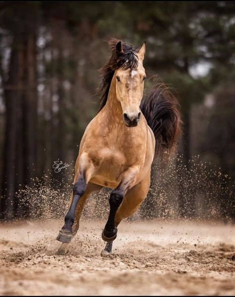 Buckskin Horse Photography, Dapple Buckskin Horse, Dappled Buckskin Horse, Dark Buckskin Horse, Buck Skin Horse, Sooty Buckskin Horse, Buckskin Horse Aesthetic, Buckskin Mustang, Buttermilk Buckskin