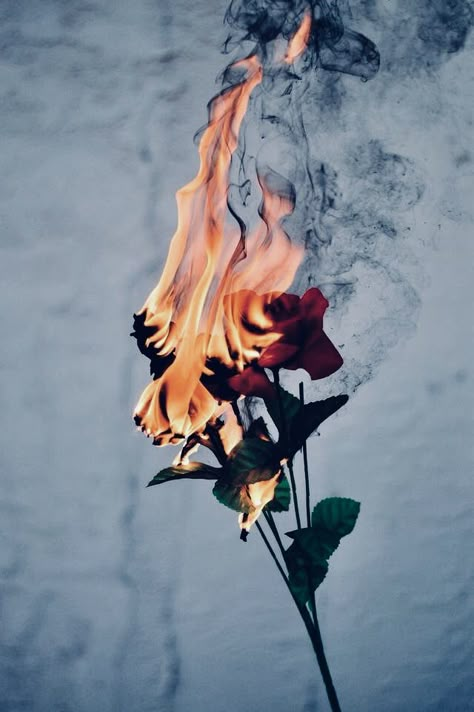 Rose On Fire, Burning Flowers, Burning Rose, Black Roses Wallpaper, Fire Photography, Magic Aesthetic, Beautiful Wallpapers Backgrounds, Rose Wallpaper, Dark Photography