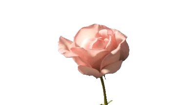 Flower Opening Gif, Flower Stim Gif, Flower Blooming Gif, Flowers Blooming Gif, Flower Growing Gif, Pink Gif, Rose Blooming Gif, Rose Blooming, Roses Gif