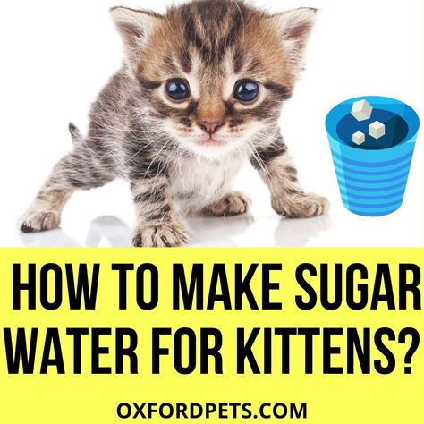 Sugar water is a great solution for kittens who are not feeding well or have fading kitten syndrome. Feeding Kittens, Pet Rodents, Cat Drinking, Cat Help, Veterinary Clinic, Baby Kittens, Animal Facts, Animal Behavior, Exotic Pets