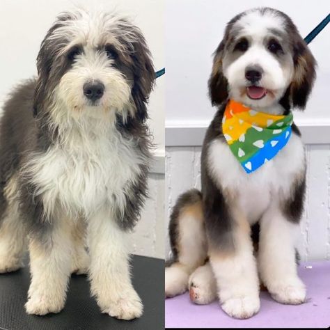 Best Types of Bernedoodle Haircuts - We Love Doodles St Berdoodle Haircuts, How To Groom A Bernedoodle, Bernie Doodle Haircut, Bordoodle Grooming, Bernedoodle Summer Cut, Sheepadoodle Haircut Styles, Mini Bernedoodle Haircut Styles, Sheepadoodle Grooming Styles, Doodle Grooming Styles