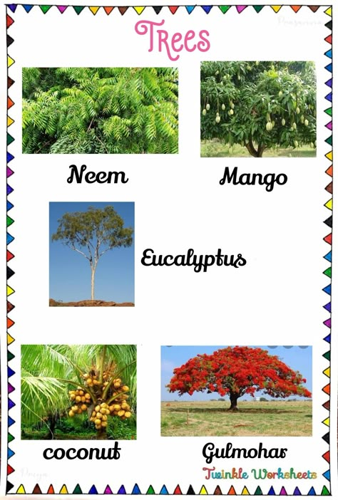 This worksheet is about learning the name of the trees. Have fun learning with us!. Trees Name In English, Pictures Of Trees, Reading Body Language, Types Of Trees, Trees For Kids, Transportation Activities, Planting For Kids, Tree Pictures, Christmas Tree Pictures