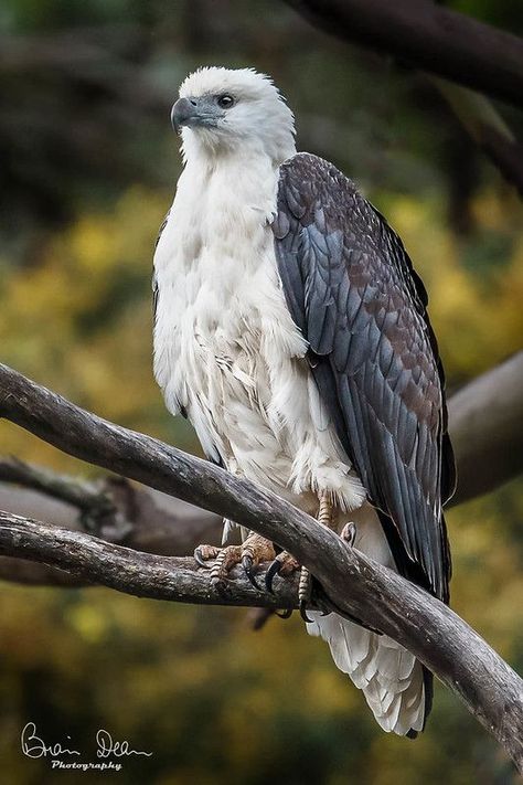 White Bellied Sea Eagle ... (2020/11/29) White Bellied Sea Eagle, Bird Warrior, Types Of Eagles, South African Birds, Raptors Bird, White Eagle, Bird Barn, Sea Eagle, Business Art