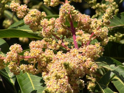 The mango blossom is also connected with Hindu gods. And in Indian poetry the scent of the flower is said to fuel the pain of unrequited love. Indian Poetry, Mango Blossom, Holistic Skin Care, Natural Organic Skincare, Unrequited Love, Organic Skin, Medicinal Plants, Beauty Treatments, Natural Organic