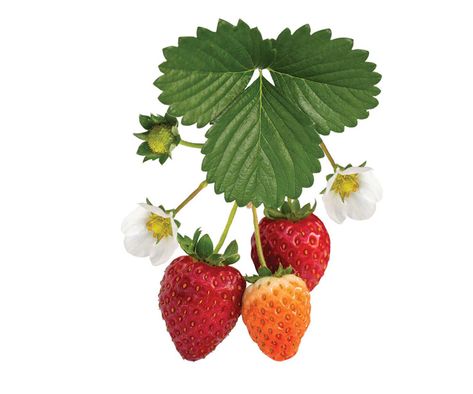 Berry Reference, Thornless Blackberries, Strawberry Bush, Strawberry Blossom, Blueberry Jelly, Big White Flowers, Strawberry Varieties, Raspberry Plants, Growing Blueberries