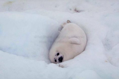 Harp Seal, Cute Seals, Seal Pup, Baby Seal, Animal Designs, Animal Photos, Silly Animals, Fluffy Animals, Cute Animal Photos