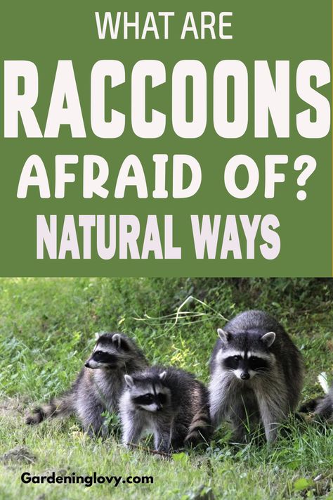 Do you have pesky rodents scrambling in your background? If you want to know how to get rid of raccoons in your yard, read ahead for some useful tips. Squirrel Proof Garden, Essential Ouls, Get Rid Of Groundhogs, Raccoon Repellent, Getting Rid Of Raccoons, Get Rid Of Squirrels, Squirrel Food, Deer Feeders, Cottagecore Kitchen