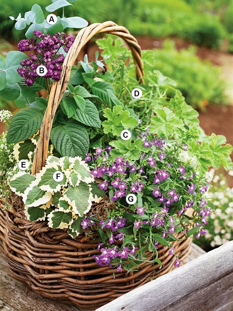 scented plants in terra cotta pot nestled into basket Salad Container Garden, Terrace Plants, Herb Container, Diy Container Gardening, Container Garden Ideas, Plants House, Indoor Balcony, Herb Garden Design, Indoor Vegetable Gardening