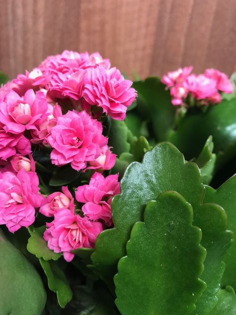 Kalanchoe Flowers, Unique Succulents, Water Wise Landscaping, Kalanchoe Blossfeldiana, Ghost Plant, Window Plants, Root Rot, Fertilizer For Plants, Annual Flowers