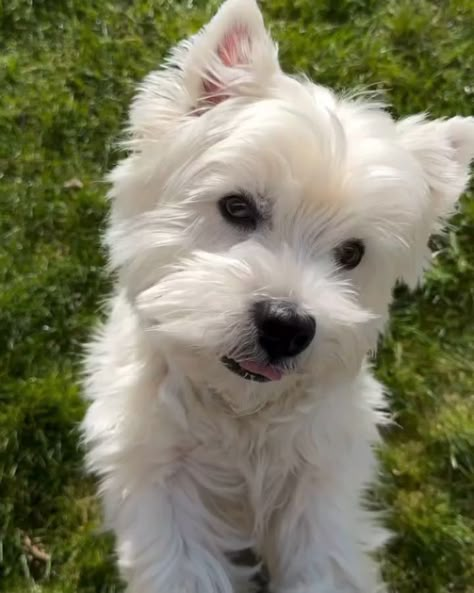 Westie World | ❤️ tag your friends ❤️ who loves 🐶@westie 🎥: Credit by @mr_vili_and_the_westies Check their awesome page & give them a follow 📌 #westie… | Instagram Westie Dog, Westie Puppies, Cute Dog Photos, Westie Dogs, West Highland White, White Terrier, West Highland White Terrier, White Dog, Animal Photos