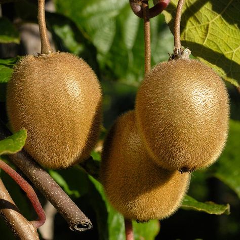 USDA Organic Fuzzy Kiwis for Sale – FastGrowingTrees.com Kiwi Vine, Types Of Mulch, Seed Pack, Fast Growing Trees, Fast Growing Plants, Fruit Seeds, Kiwi Fruit, Unique Trees, Fruit Plants