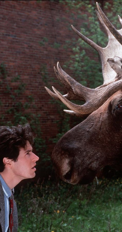 . Northern Exposure Tv Show, Rob Morrow, Roslyn Washington, Moose Pictures, Northern Exposure, Tv Comedy, Drink Beer, Human Soul, Columbia Pictures