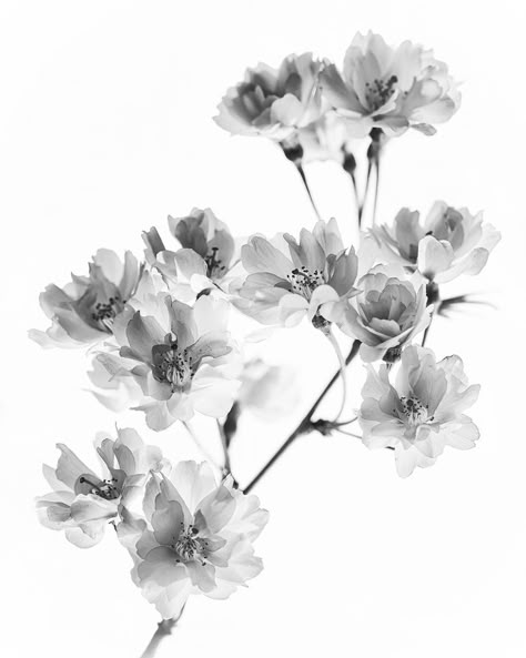 Xray Flower Cherry Blossom, Black And White Cherry Blossom Tattoo, Black Cherry Blossom Tattoo, Xray Flower Tattoo, Black And White Flower Painting, Black And White Cherry Blossom, Xray Flower, White And Black Flowers, Black Cherry Blossom