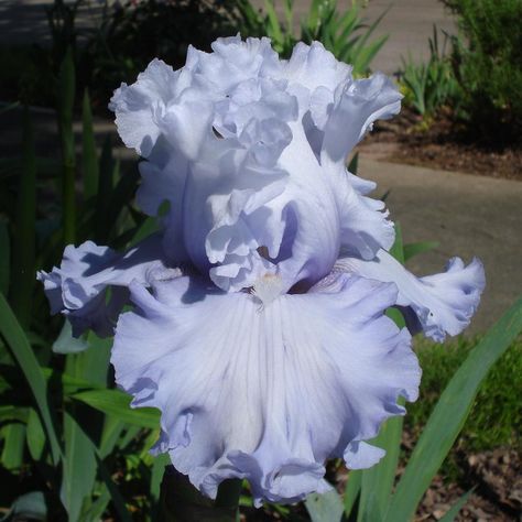 Bearded Iris Garden, Washington Garden, Iris Care, Iris Flowers Garden, Tall Bearded Iris, Cottage Garden Plants, Iris Garden, Side Garden, Bearded Iris